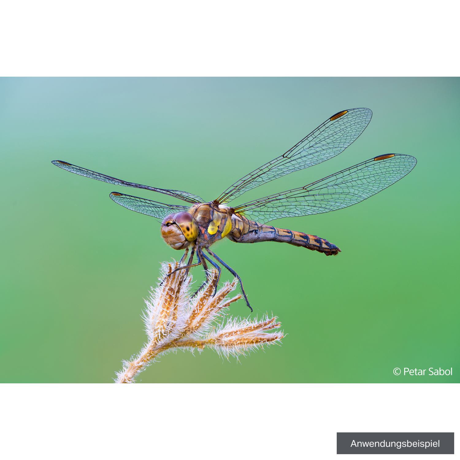 Sony FE 100mm F2.8 Makro GM OSS