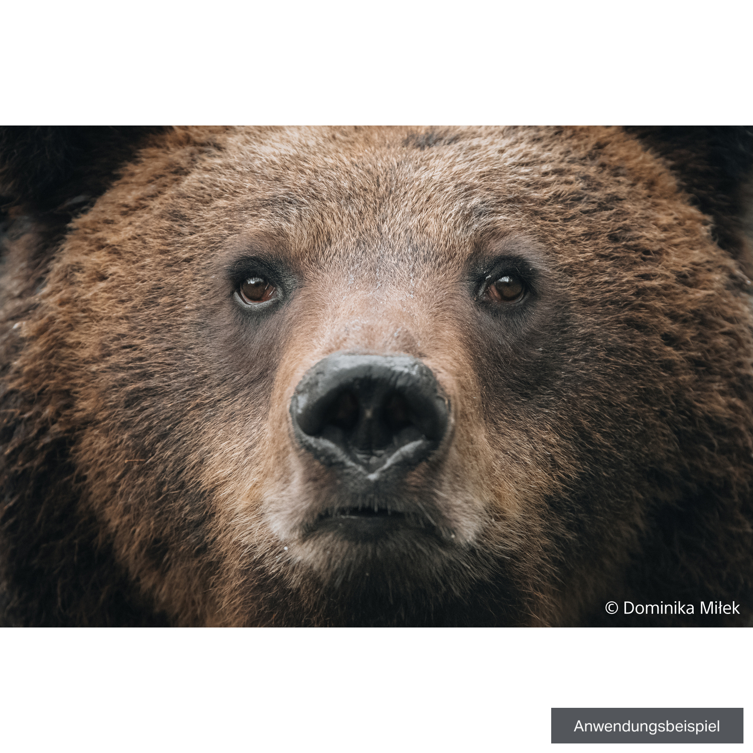 Sony FE 100-400mm F4.5 GM OSS