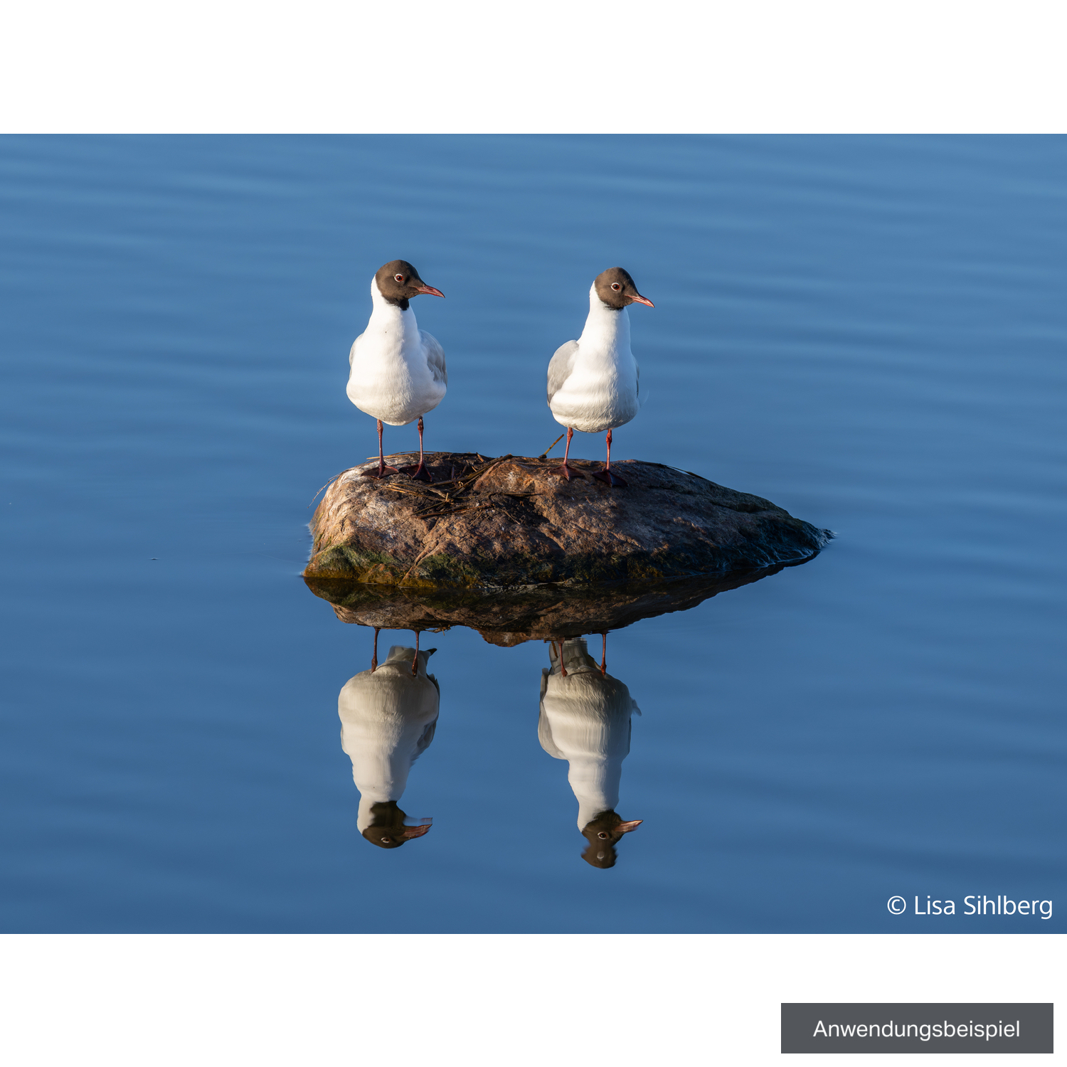 Sony FE 100-400mm F4.5 GM OSS