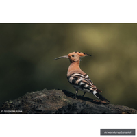 Sony FE 100-400mm F4.5 GM OSS
