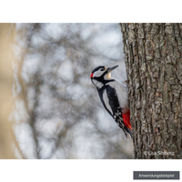 Sony FE 100-400mm F4.5 GM OSS
