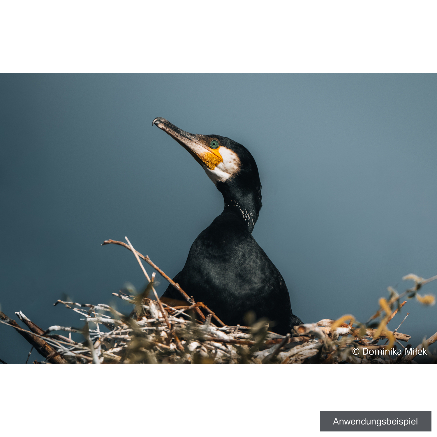 Sony FE 100-400mm F4.5 GM OSS