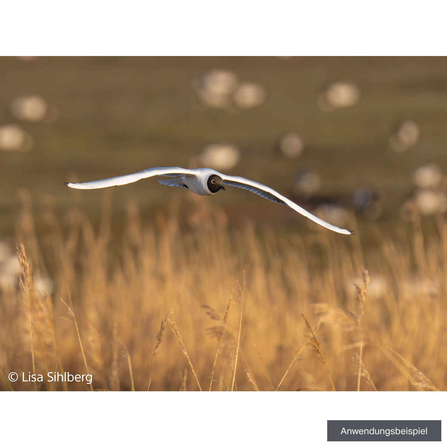 Sony FE 100-400mm F4.5 GM OSS