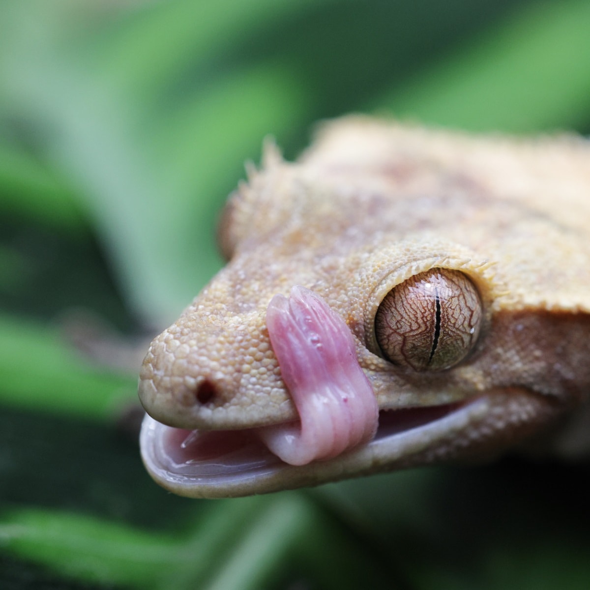 Canon RF 100mm F2.8L Macro IS USM