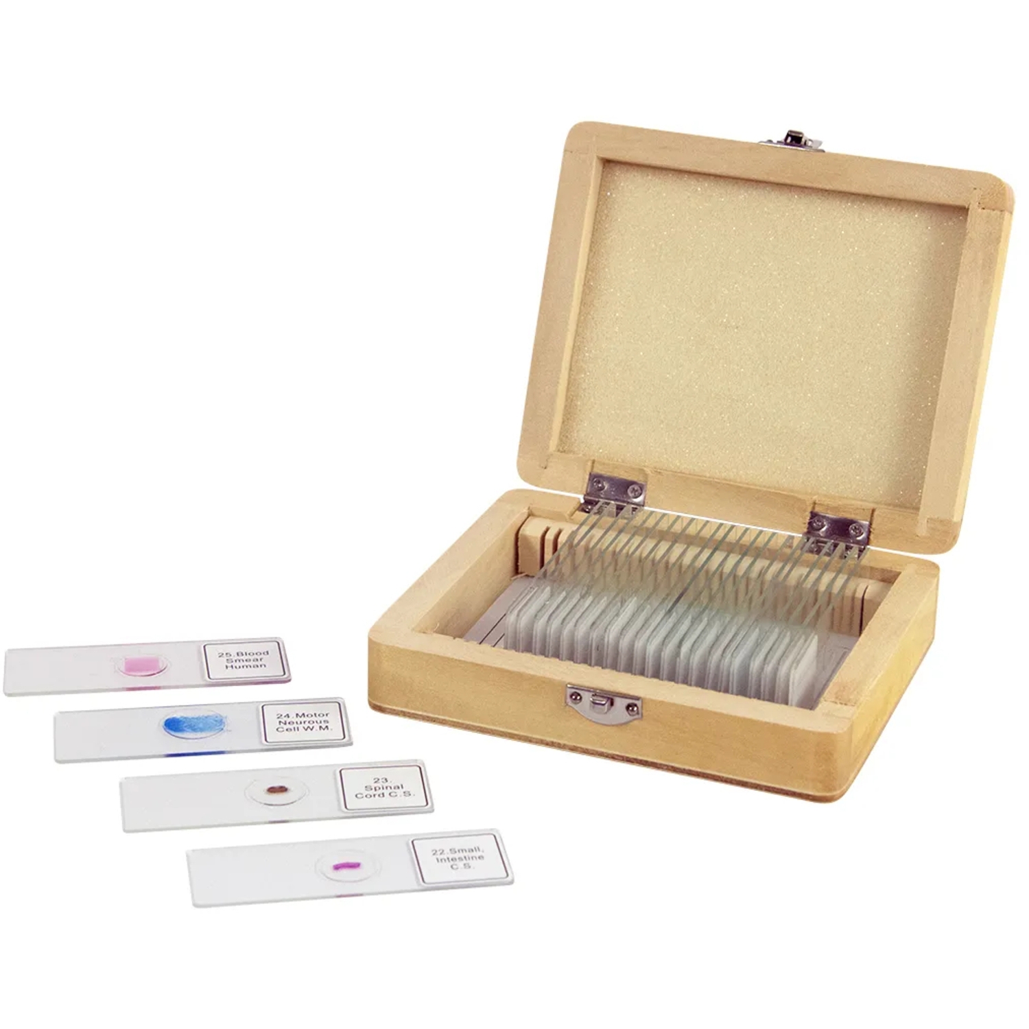 Celestron Objektträger mit 25 fertigen Präparaten für Mikroskope