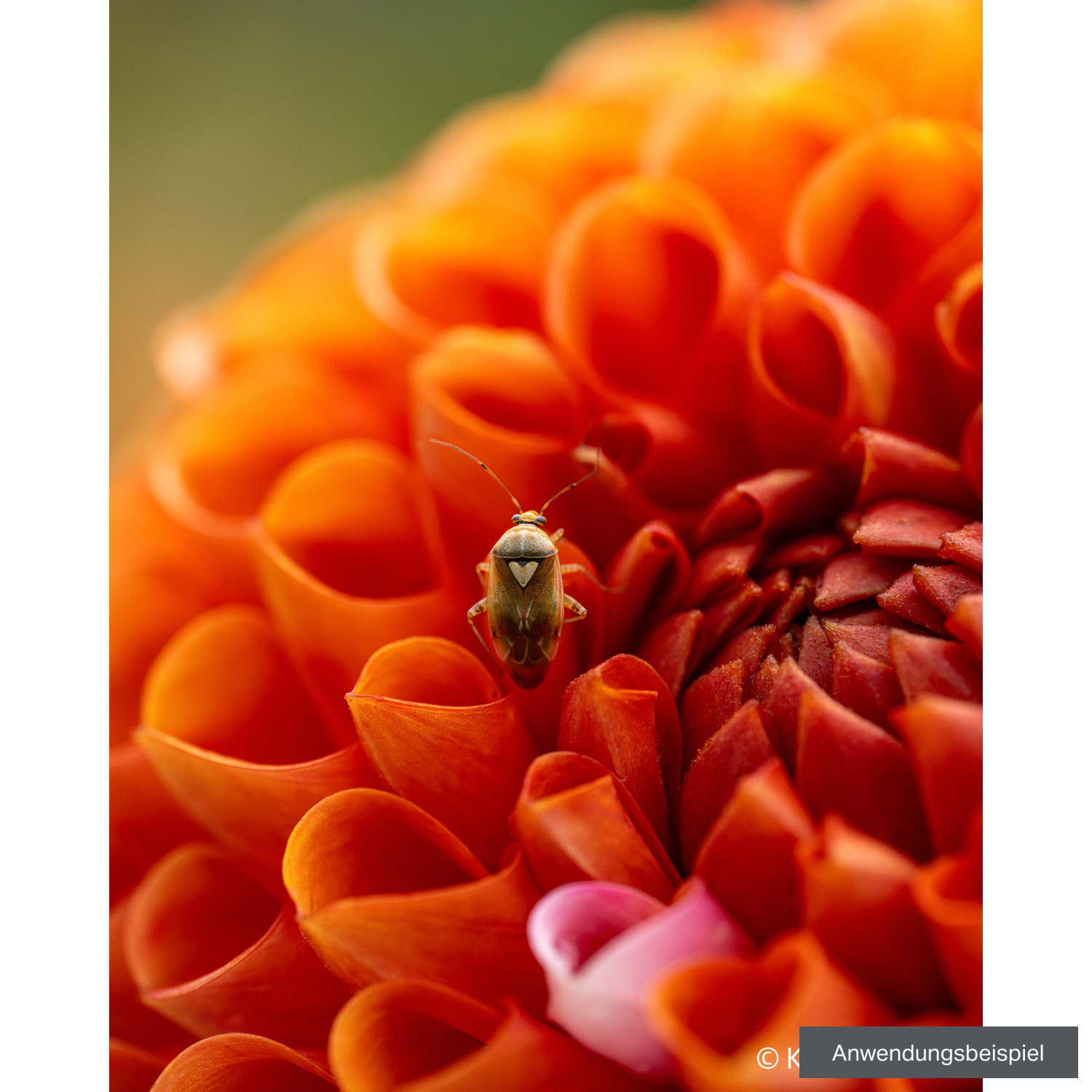 Sony FE 100mm F2.8 Makro GM OSS