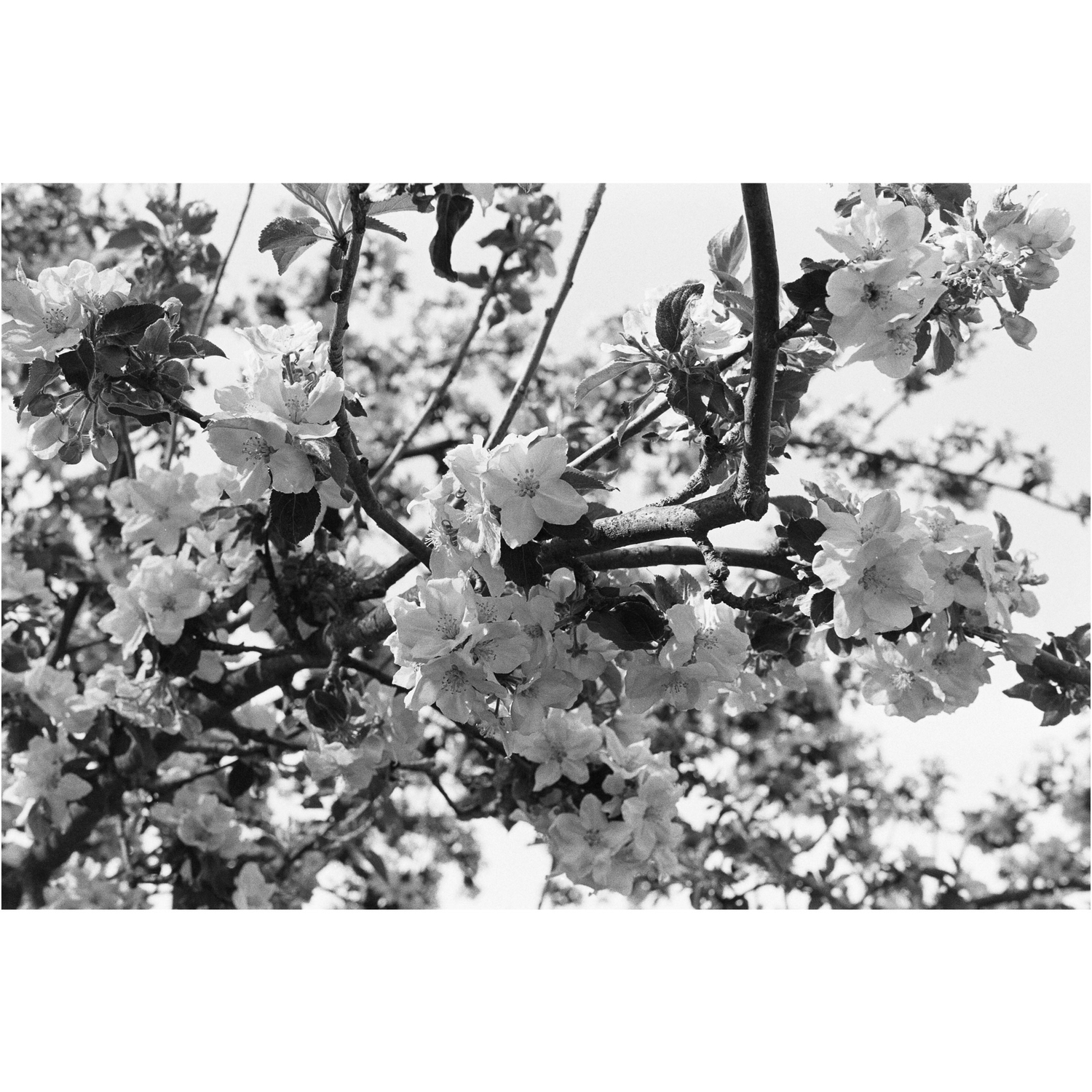 ADOX CHS 100 II 35mm Film 135/36