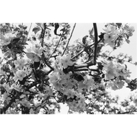 ADOX CHS 100 II 35mm Film 135/36