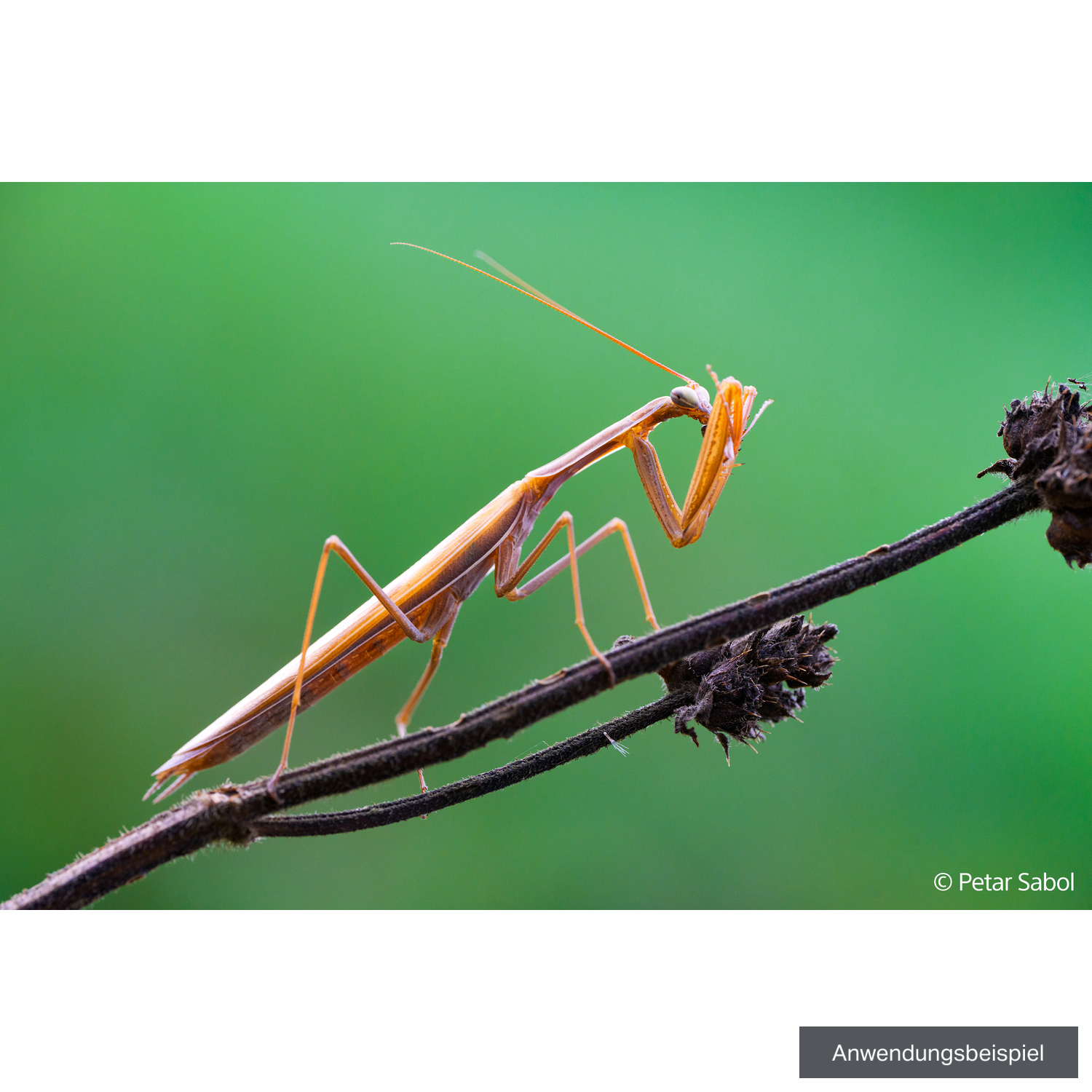 Sony FE 100mm F2.8 Makro GM OSS