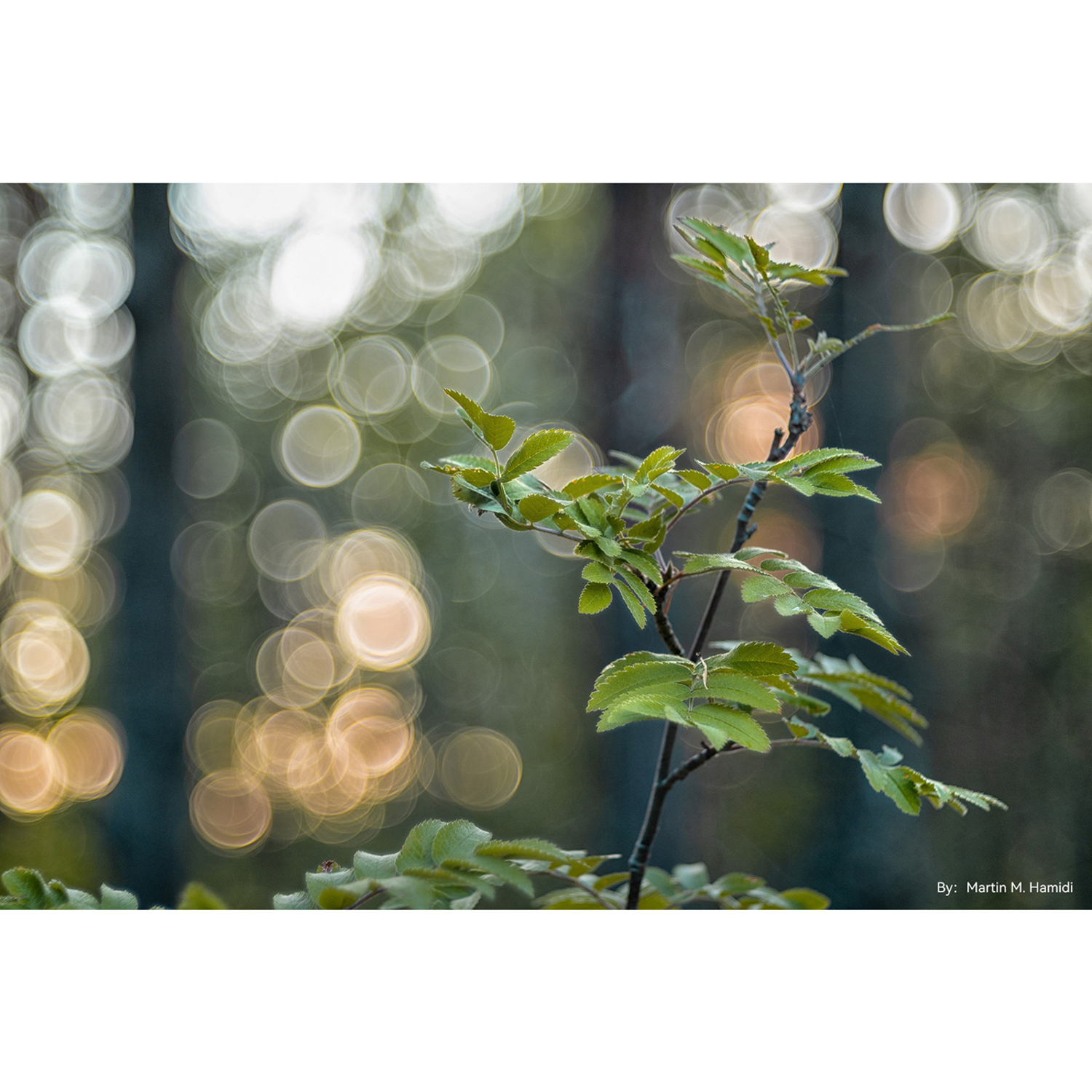 TTArtisan 100mm F2.8 für M42