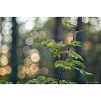 TTArtisan 100mm F2.8 für M42