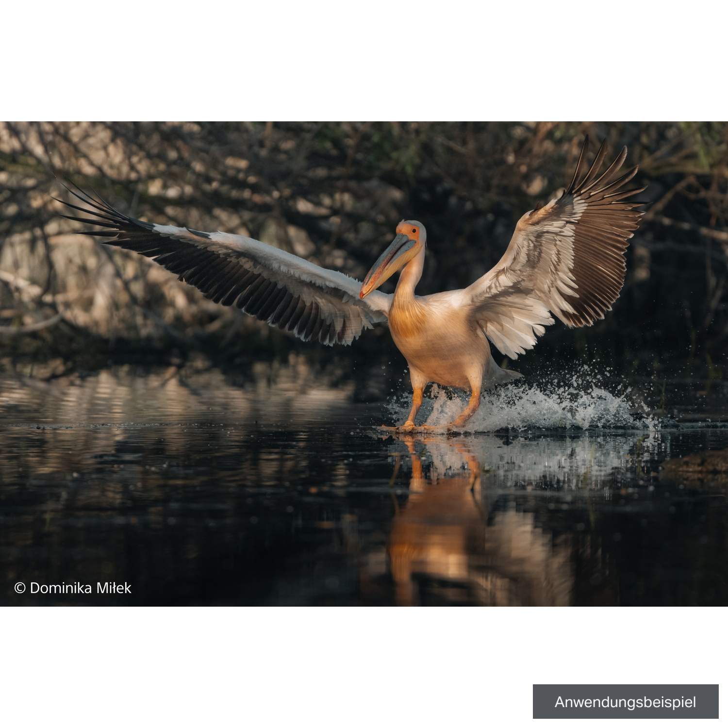 Sony FE 100-400mm F4.5 GM OSS