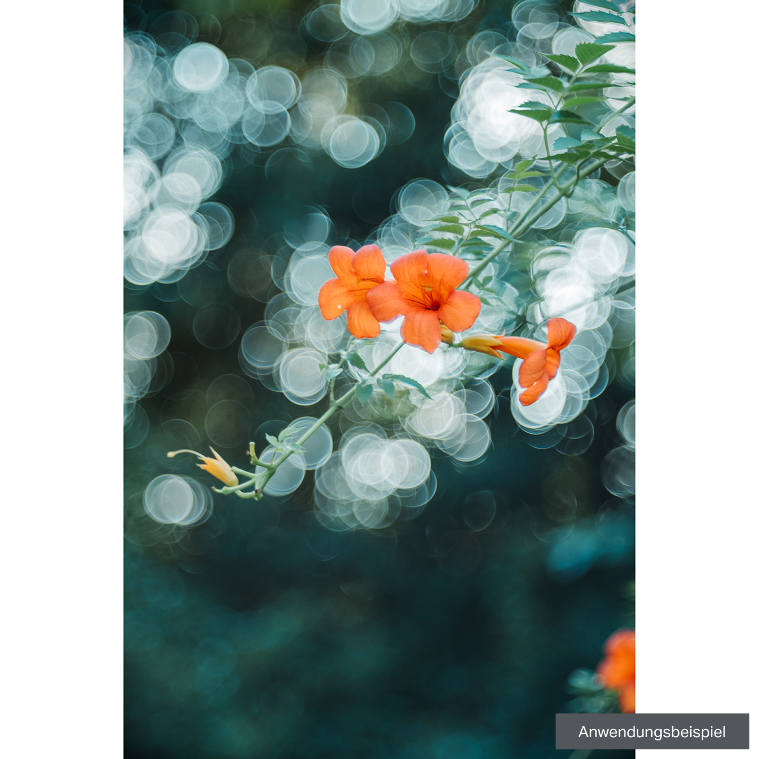 TTArtisan M 100mm F2.8 für Leica M-Mount