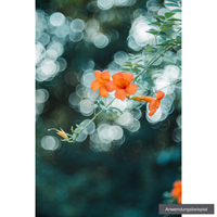 TTArtisan M 100mm F2.8 für Leica M-Mount