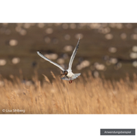 Sony FE 100-400mm F4.5 GM OSS