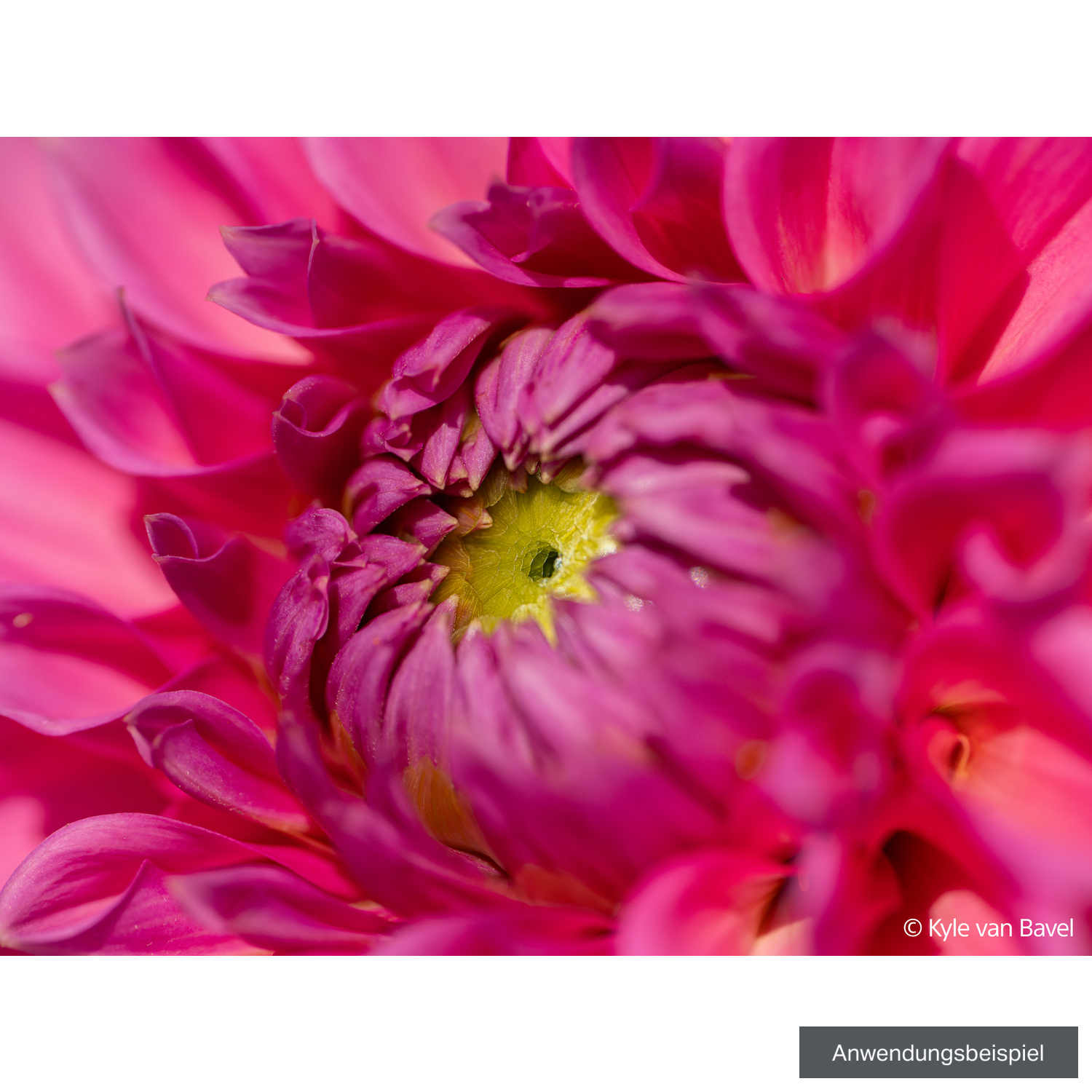 Sony FE 100mm F2.8 Makro GM OSS