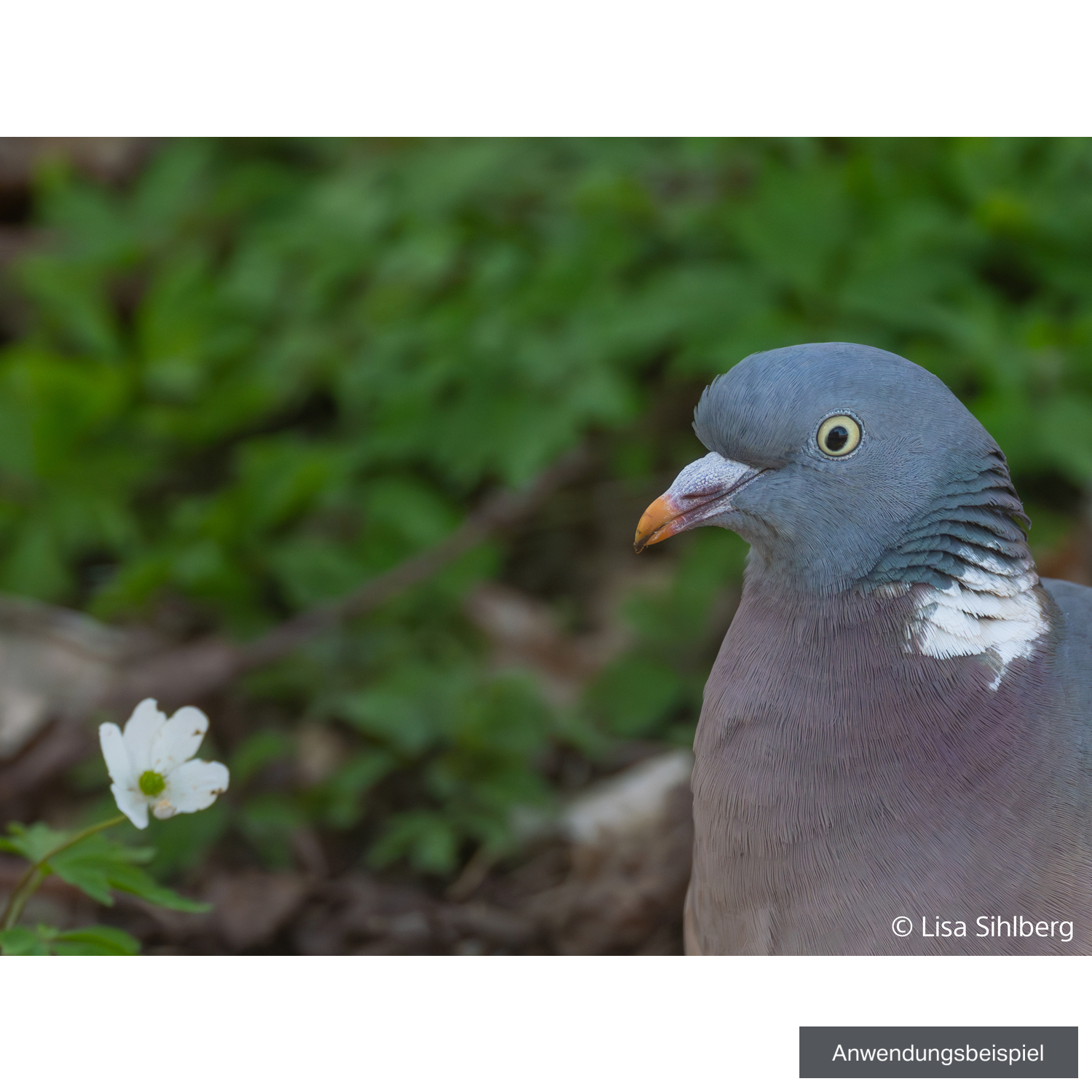 Sony FE 100-400mm F4.5 GM OSS
